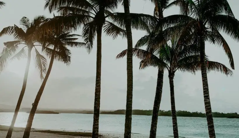 Picture of palm trees on Mauritius Island