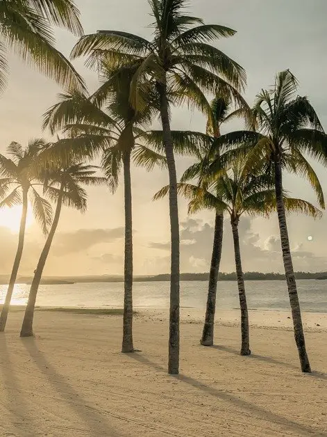 Picture of palm trees on a beach in Mauritius during golden hour.