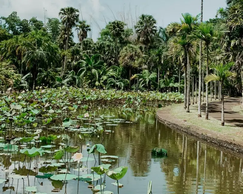 pond at the botanical garden in Mauritius