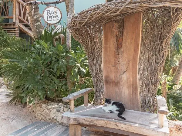 Cat siting on a wooden bench near the Raw Love sign