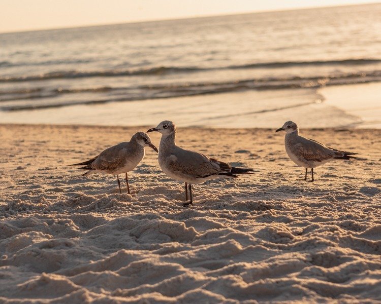 pelicans hanging out on the beach during sunset