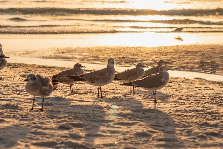 Pelican on the beach during sunset one of the top things to do in Naples