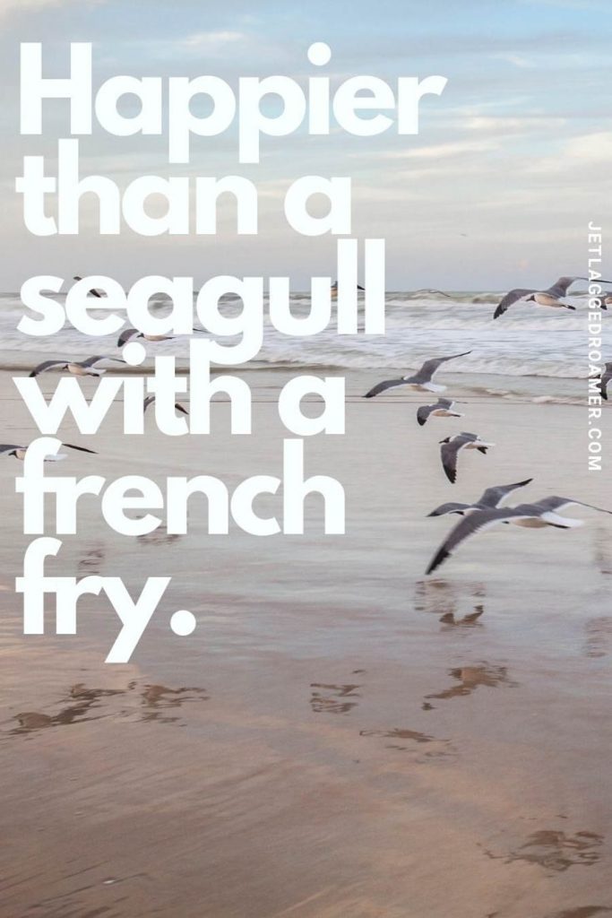 Seagulls flying along the shoreline on a sunny day and a quote that says "happier than a seagull with a french fry. "