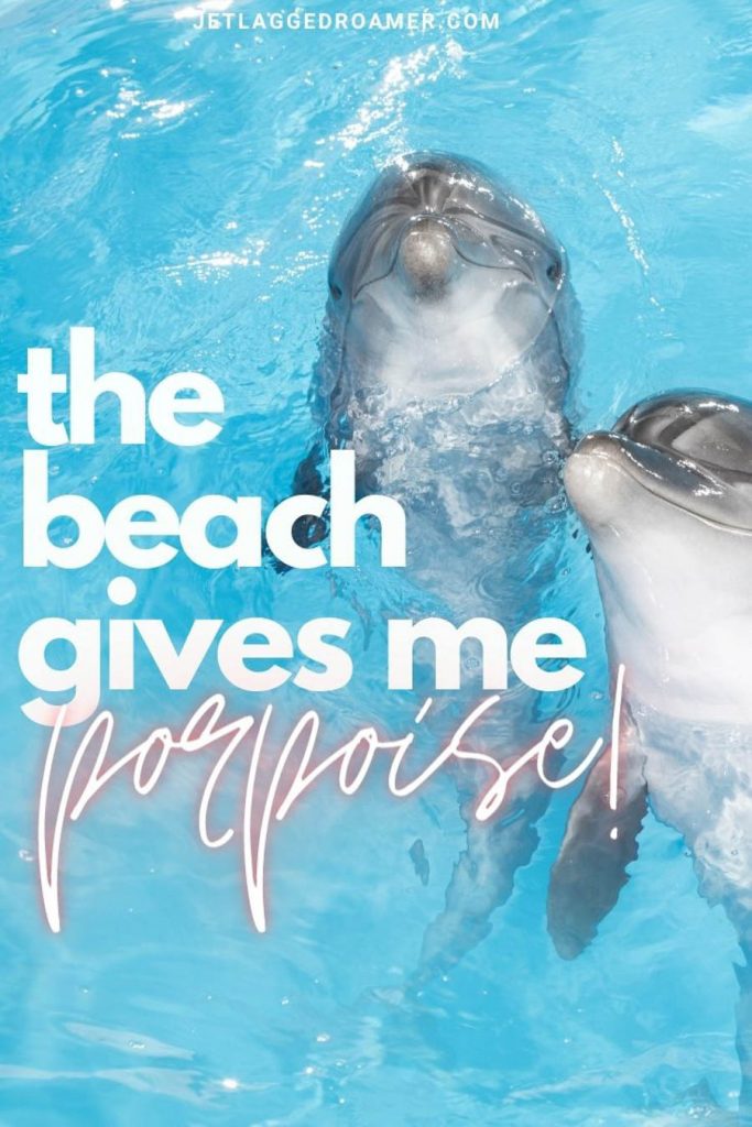 two dolphins in electric blue water looking at the camera with a quote that says "the beach gives me porpoise!"