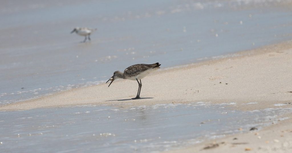 Seagull with a fish at Playalinda Beach on a sunny day. 