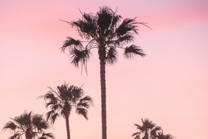 Sunset caption picture of palm trees and a sunset that is pink and yellow