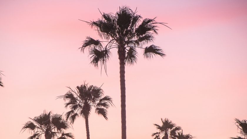 Sunset caption picture of palm trees and a sunset that is pink and yellow