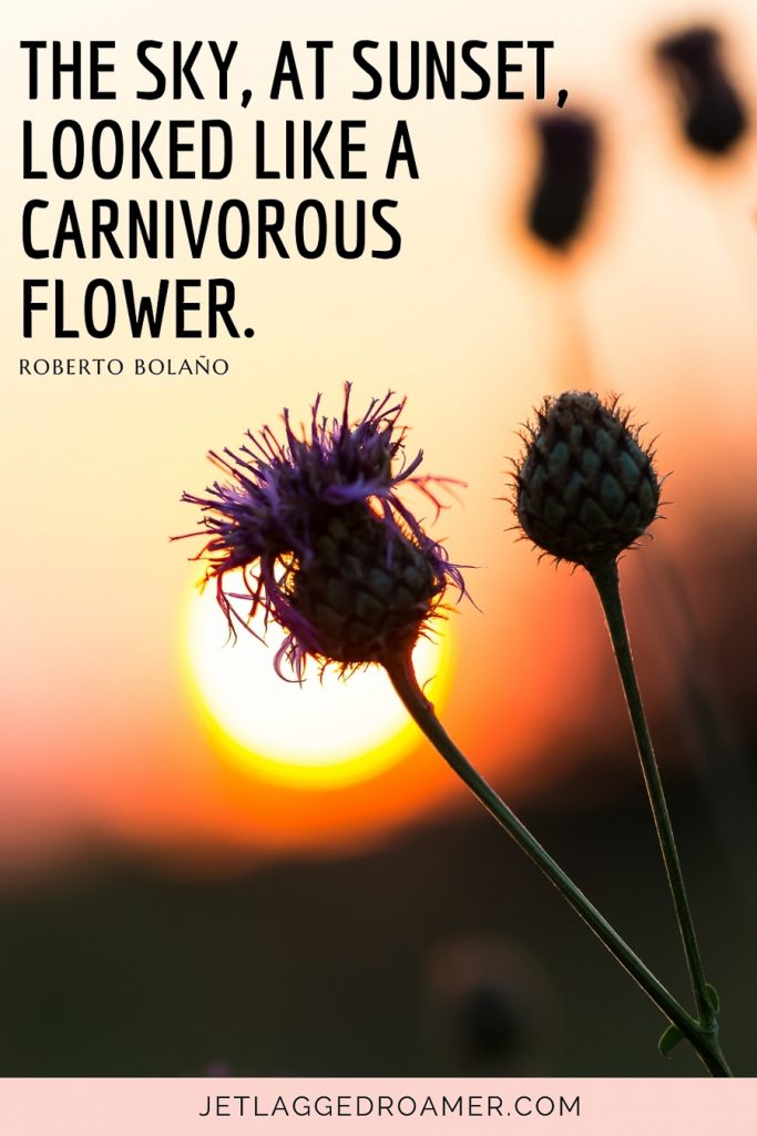 Beautiful sunset quote that reads “The sky, at sunset, looked like a carnivorous flower.” ― Roberto Bolaño. Flower in front of a sun setting. 