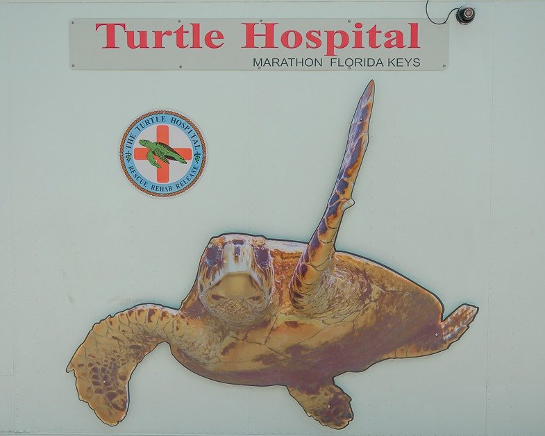 Wall at the sea turtle hospital of sea turtle.