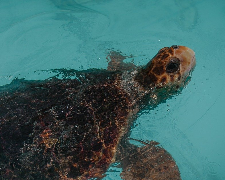 Sea turtles swimming in the water at the sea turtle hospital I stop heading back to Miami from Key West.