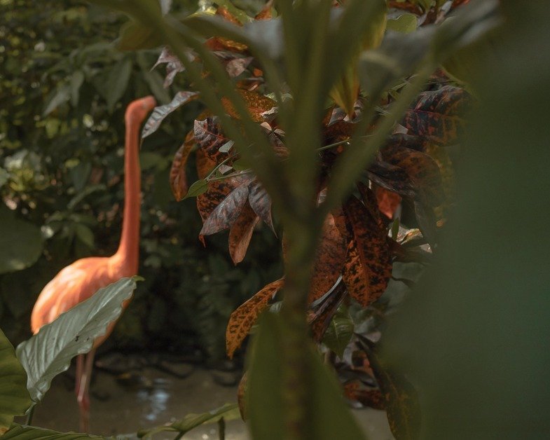 A flamingo at the butterfly gardens in Key West.