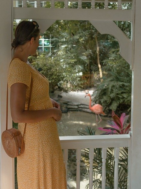 Me looking at a flamingo at the butterfly garden in Key West.