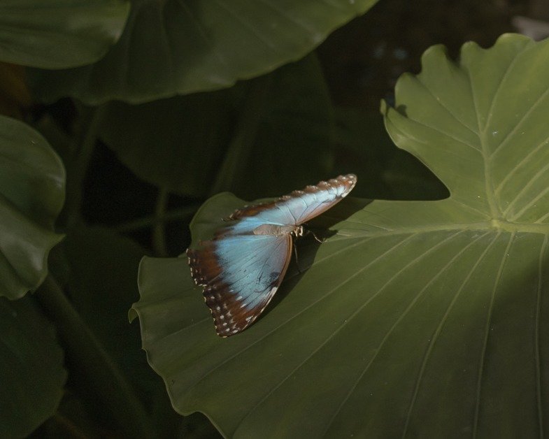 Butterfly on a leave at the butterfly gardens in Key West emergency spa to visit on a road trip from Miami to Key West.