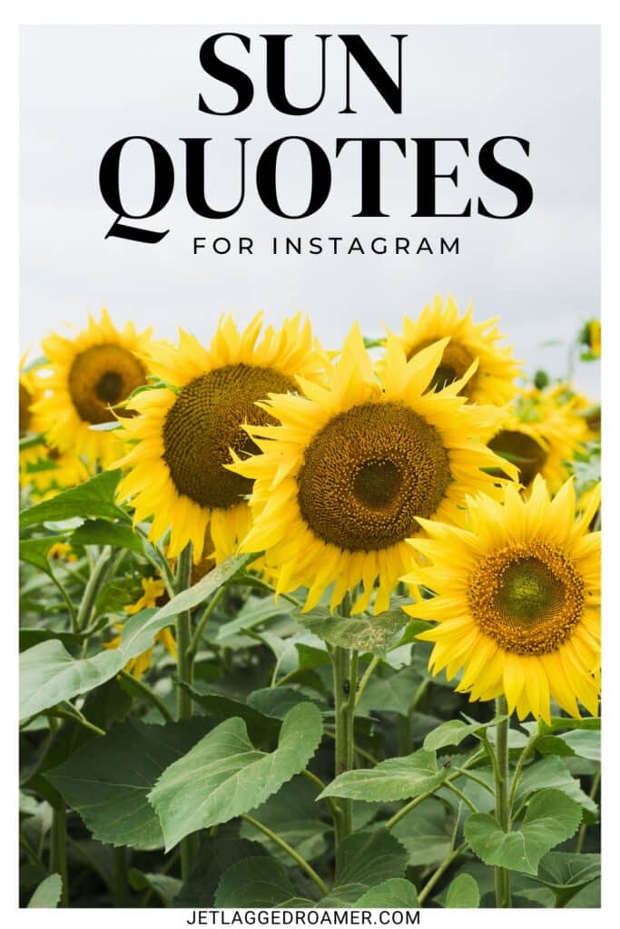 Pinterest pin for sun captions. Text says sun quotes for Instagram. Sunflower field.
