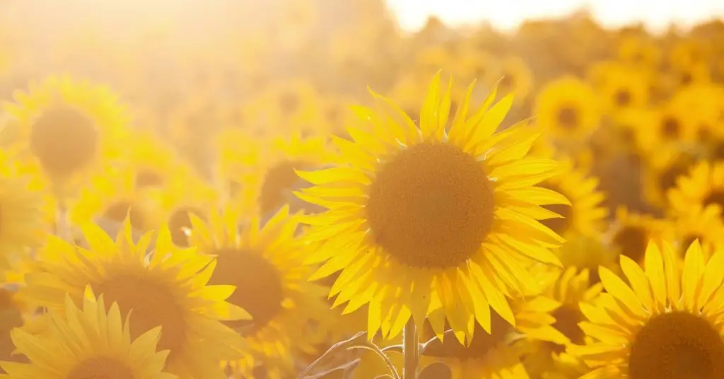 Sun captions photo of a sunflower field on a sunny day. 