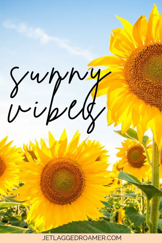 One of the sunny day captions that says sunny vibes with sunflower field image. 