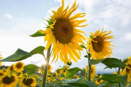 Sun captions photo of a sunflower field on a sunny day.