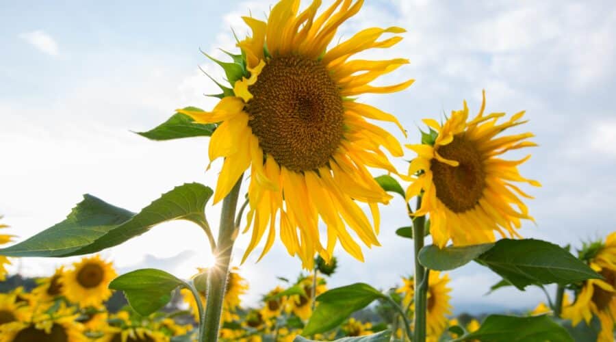 Sun captions photo of a sunflower field on a sunny day.