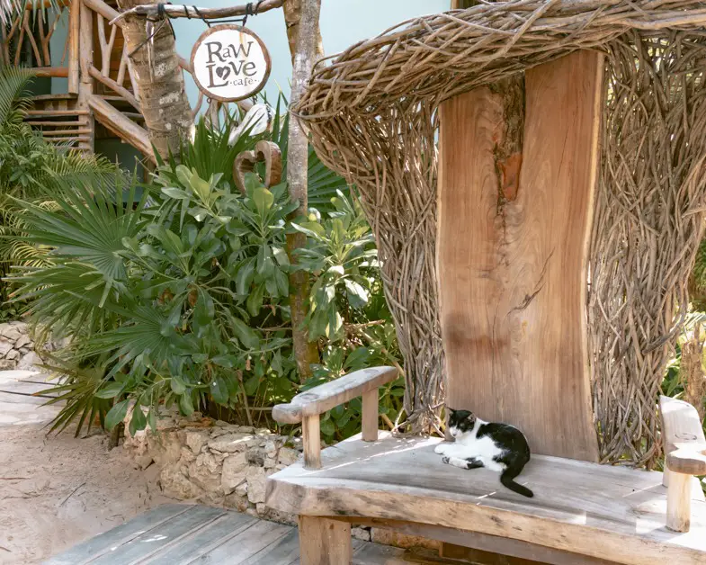 Cat outside of Raw love one of the top restaurants in Tulum. 