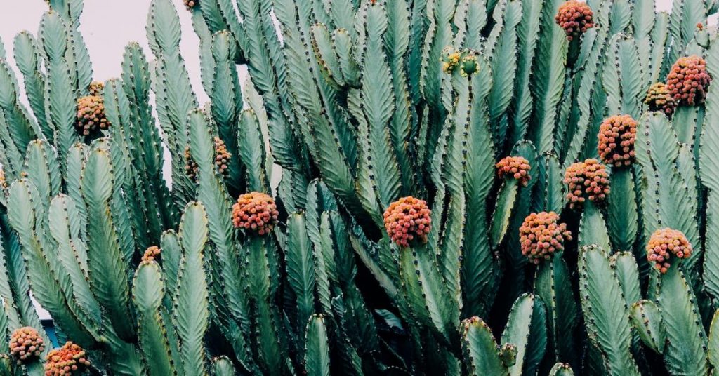 Desert puns photo of cacti. 