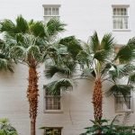 Quotes about palm trees photo of palm trees in front of an apartment.