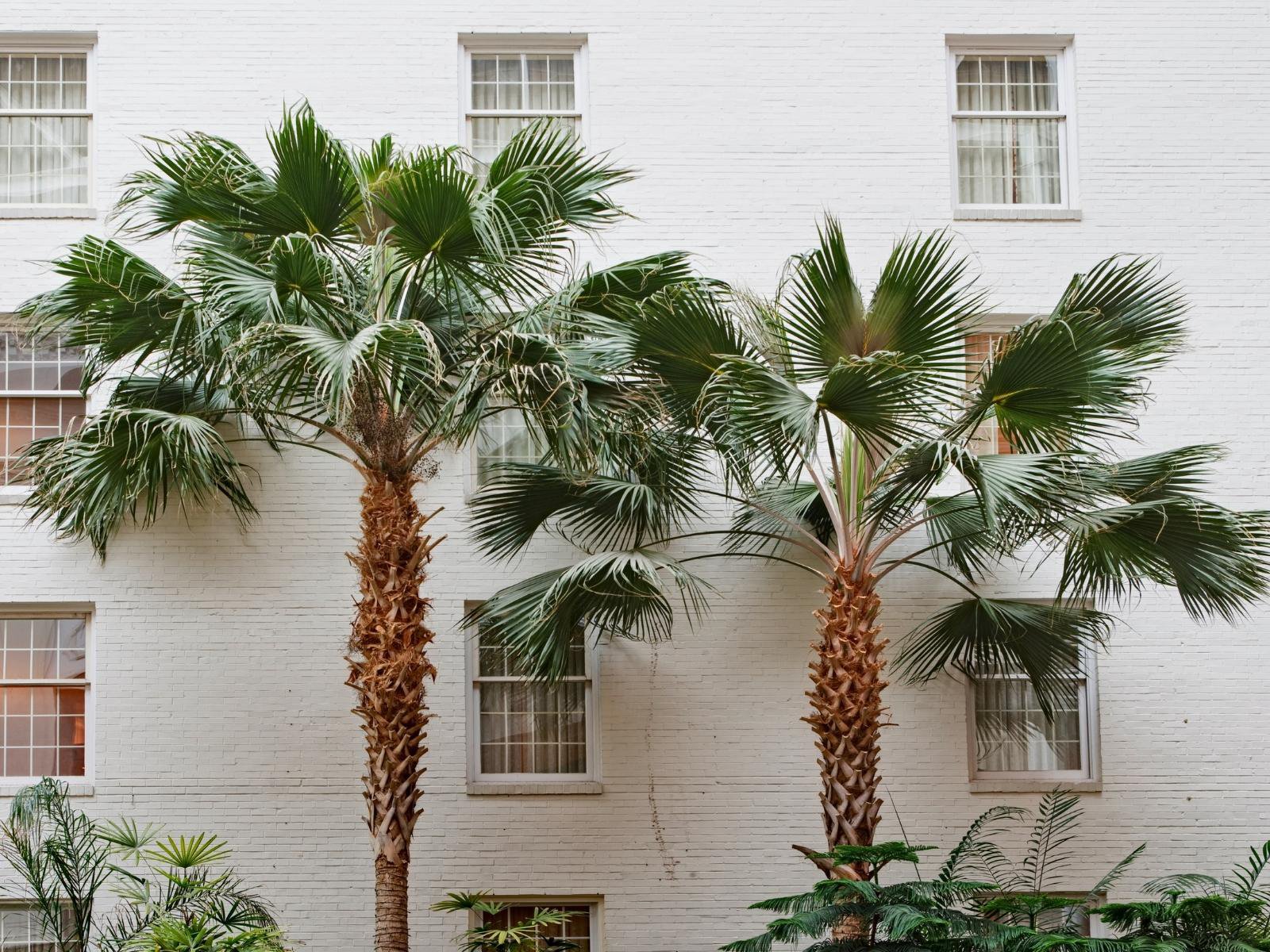Quotes about palm trees photo of palm trees in front of an apartment.