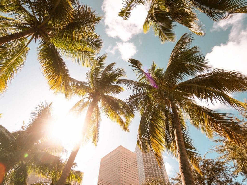 Miami packing list essentials photo of palm trees in Miami. 