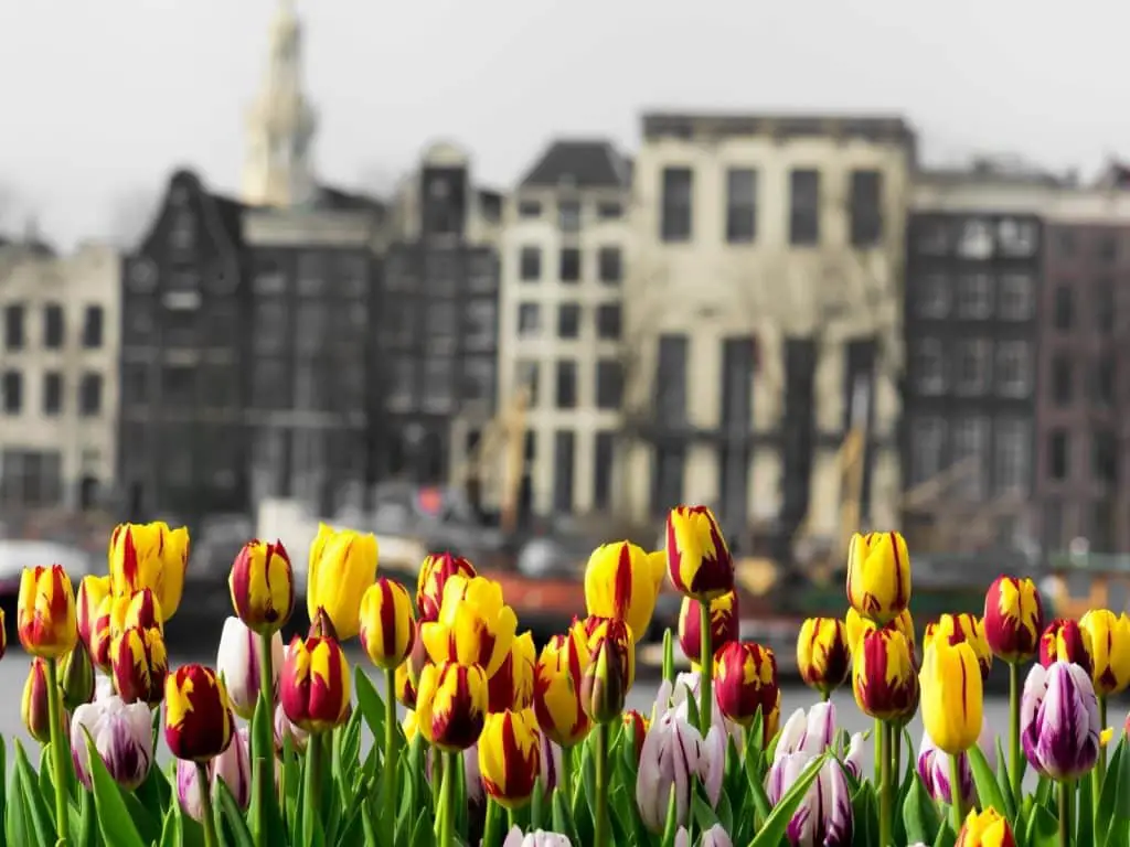 Amsterdam captions photo of the gingerbread homes and tulips in Amsterdam, Netherlands. 