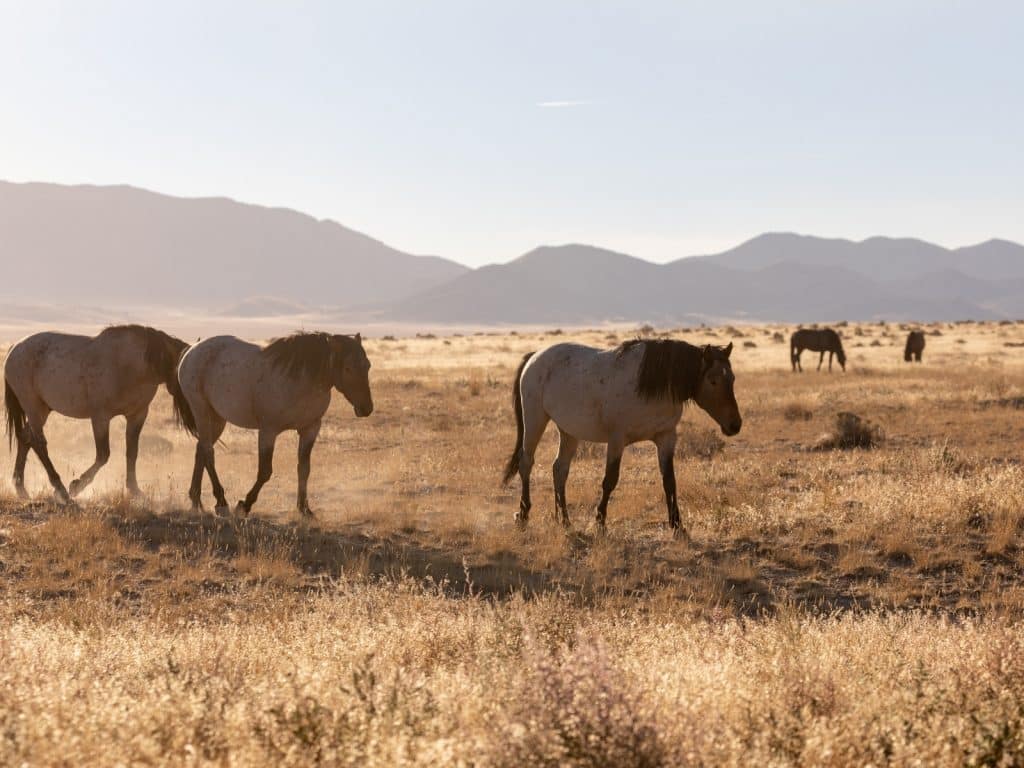 Utah quotes photo of horses roaming the open plains in Utah. 