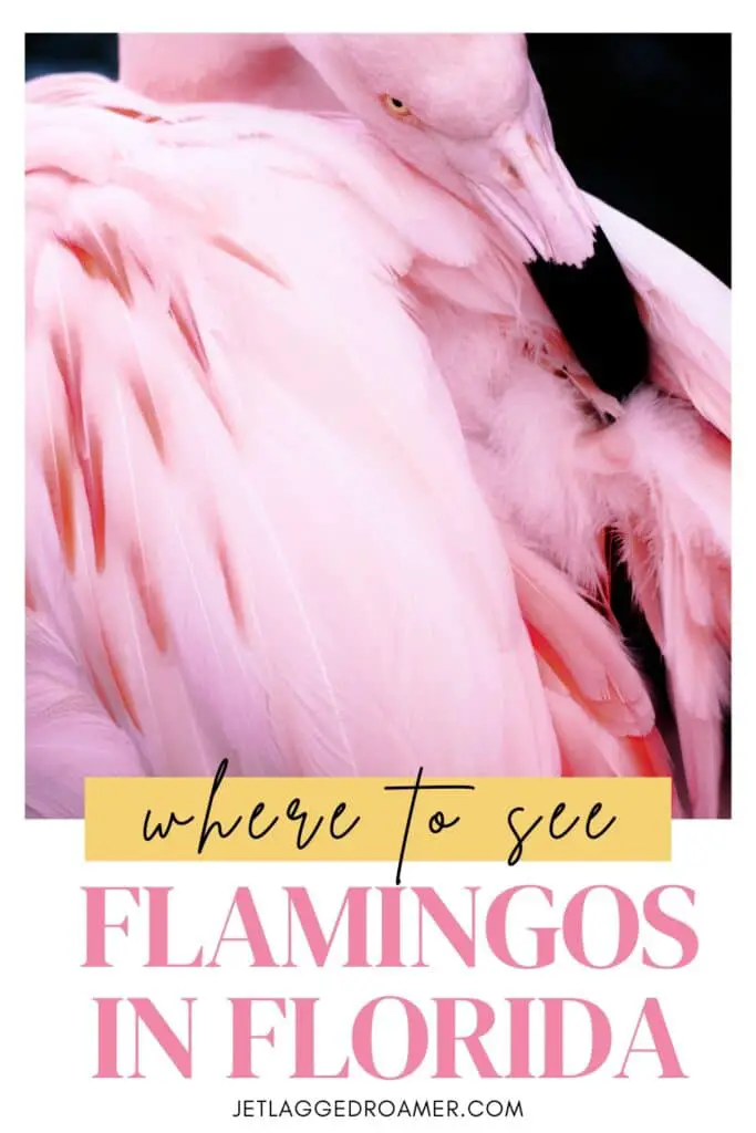Pinterest pin for where to see flamingos in Florida. Flamingo. Text says where to see flamingos in Florida. 