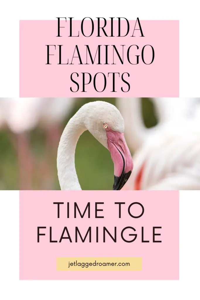 Pinterest pin for where to see flamingos in Florida. Text says Florida flamingo spots time to flamingle. Flamingos. 