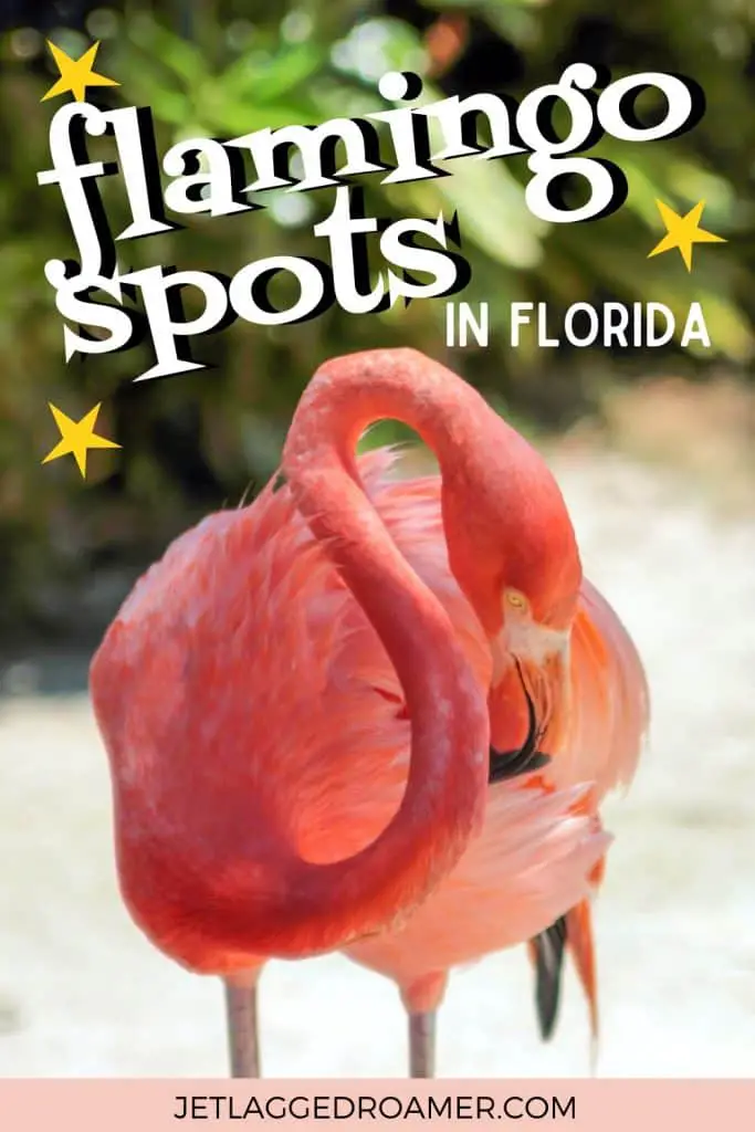 Pinterest pin for where to see flamingos in Florida. Flamingo text says flamingo spots in Florida.