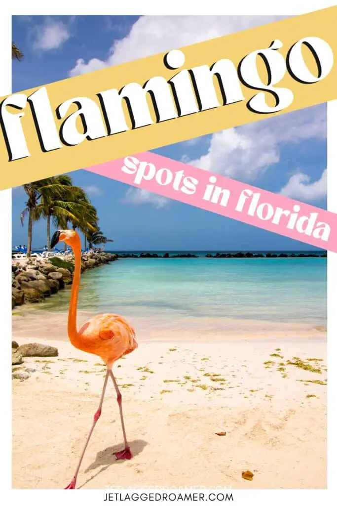 Pinterest pin for where to see flamingos in Florida. Text says flamingo spots in Florida. Flamingo at the beach.