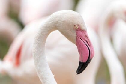 Where to see flamingos in Florida photo of flamingos.