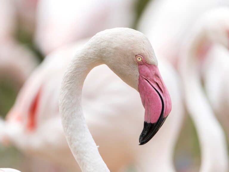 Where to see flamingos in Florida photo of flamingos.