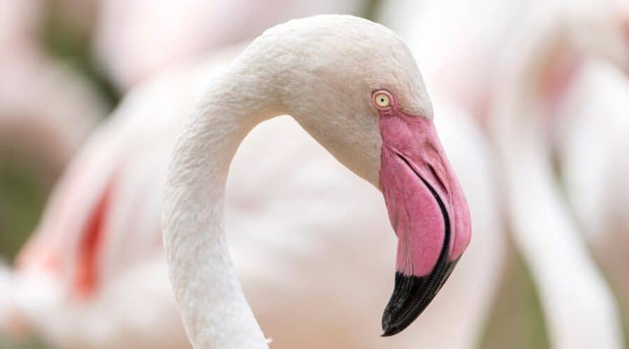 Where to see flamingos in Florida photo of flamingos.