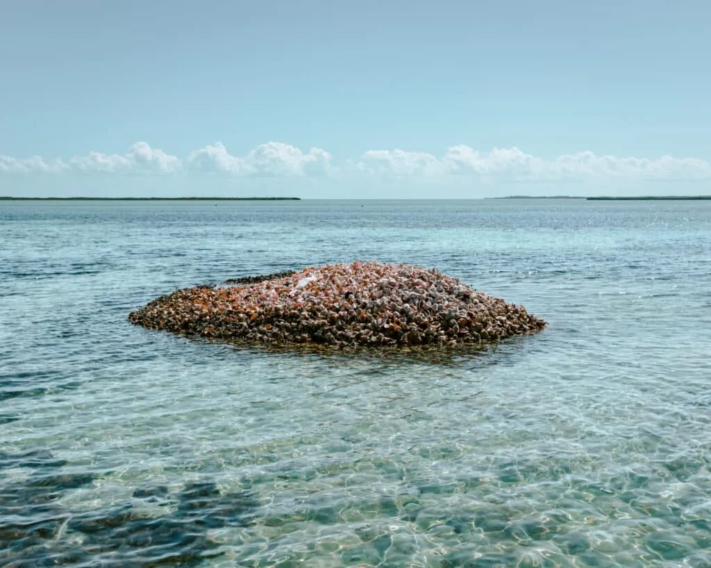 Pile of conch shells in the ocean in Bimini, Islands. 