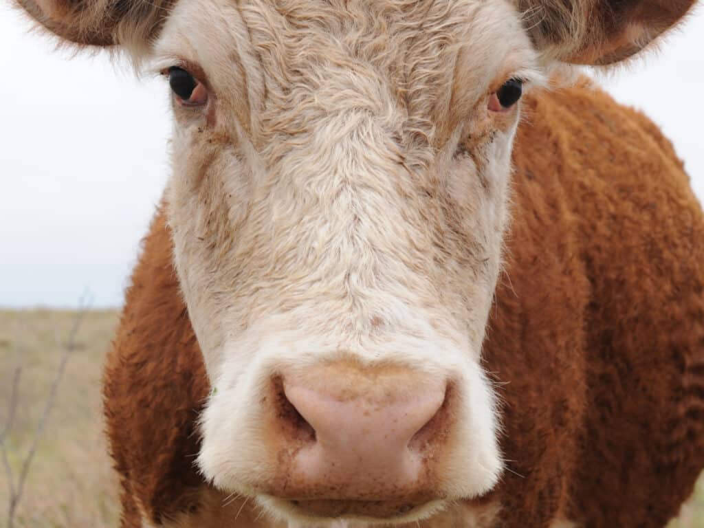 Texas Instagram captions photo of a longhorns face. 