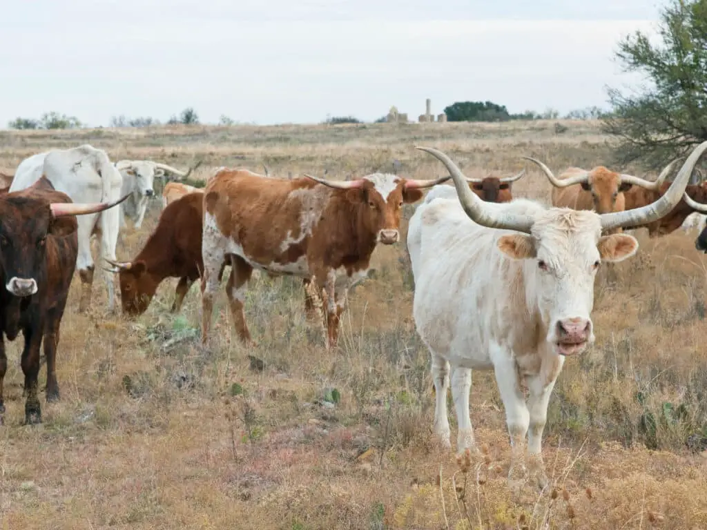 Texas puns for Instagram photo of longhorns on a ranch in Texas. 