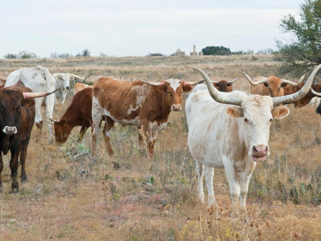 Texas puns for Instagram photo of longhorns on a ranch in Texas.