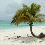 Bahamas captions photo of a palm tree on a beach in the Bahamas..