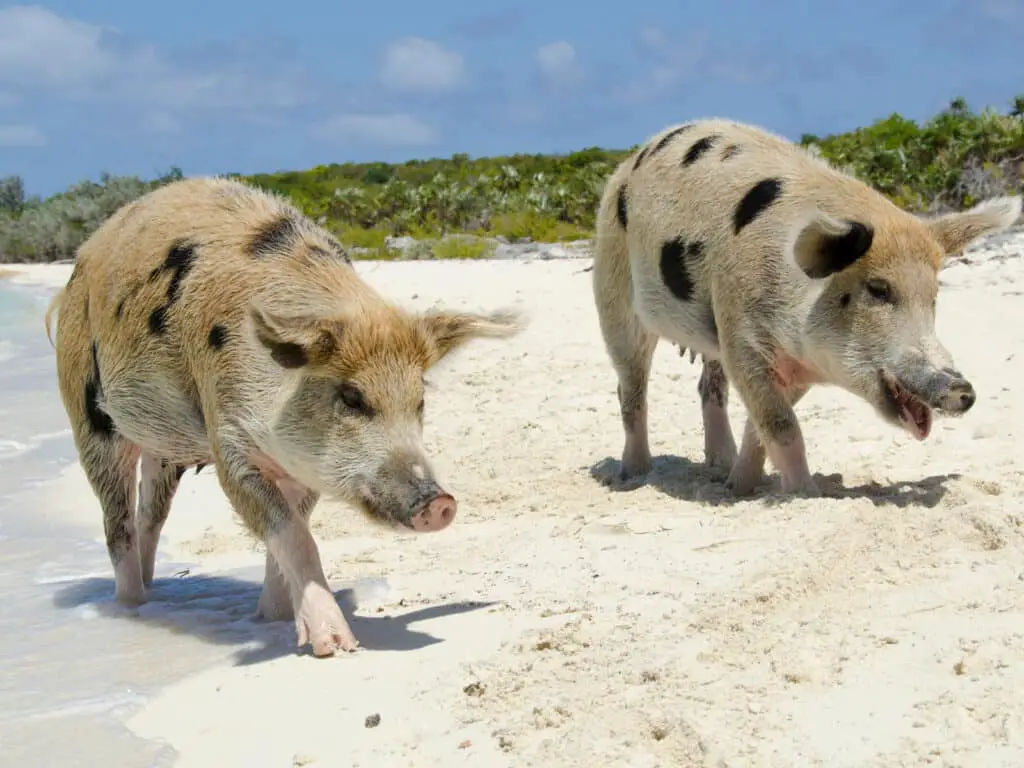 Bahamas captions for Instagram photo of pigs on the beach in the Bahamas. 