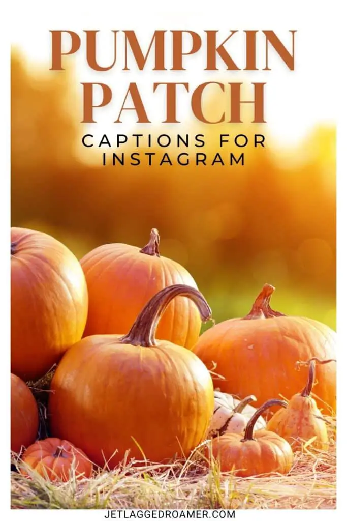 Pumpkin patch captions for Instagram Pinterest pin. Text says pumpkin patch captions for Instagram. Pumpkins in a pumpkin patch. 