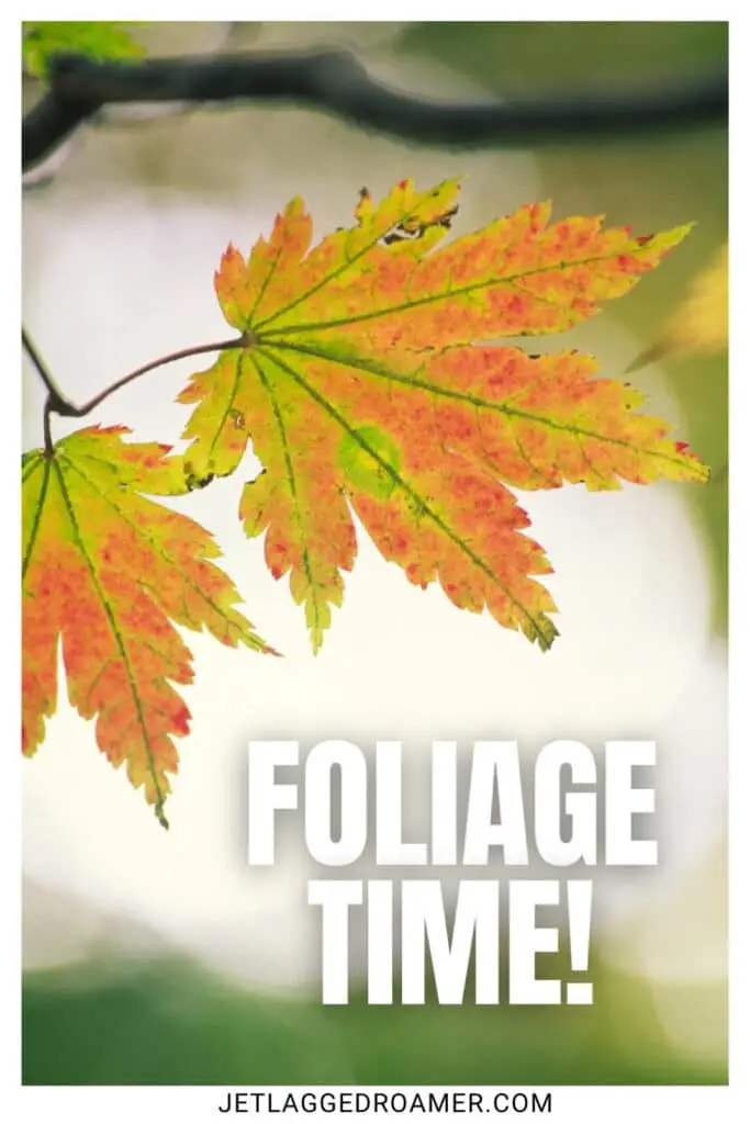 Fall captions photo of a colorful fall leaf. Caption says "foliage time."