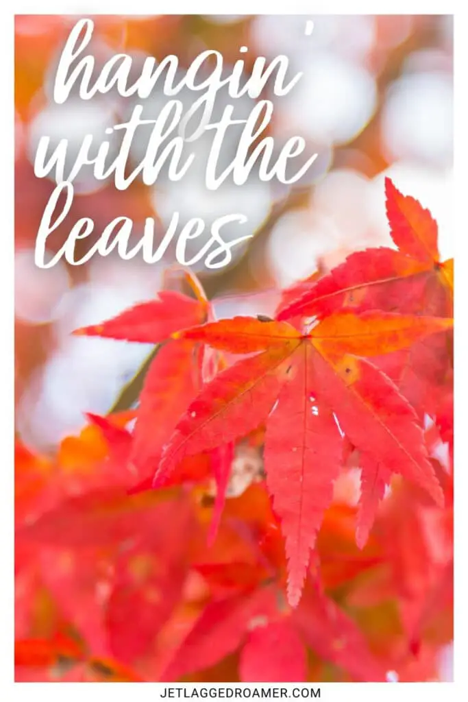 Red fall leaves with one of the fall Instagram captions that says "hanging with the leaves."