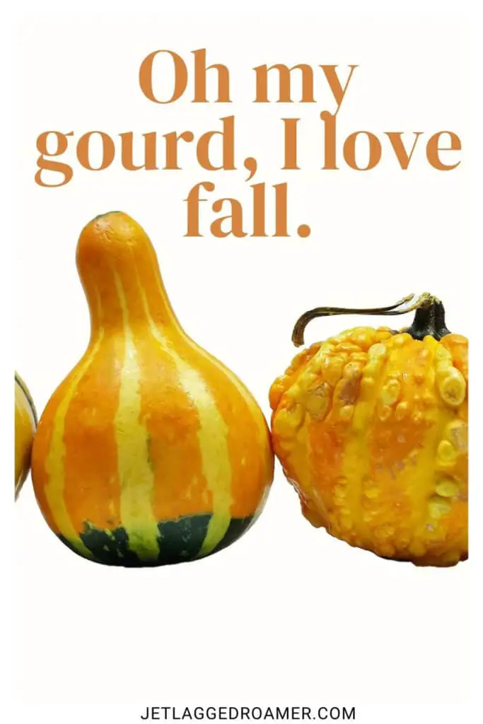 Photo of gourds for fall Instagram captions. Caption says "oh my gourd, I love fall."