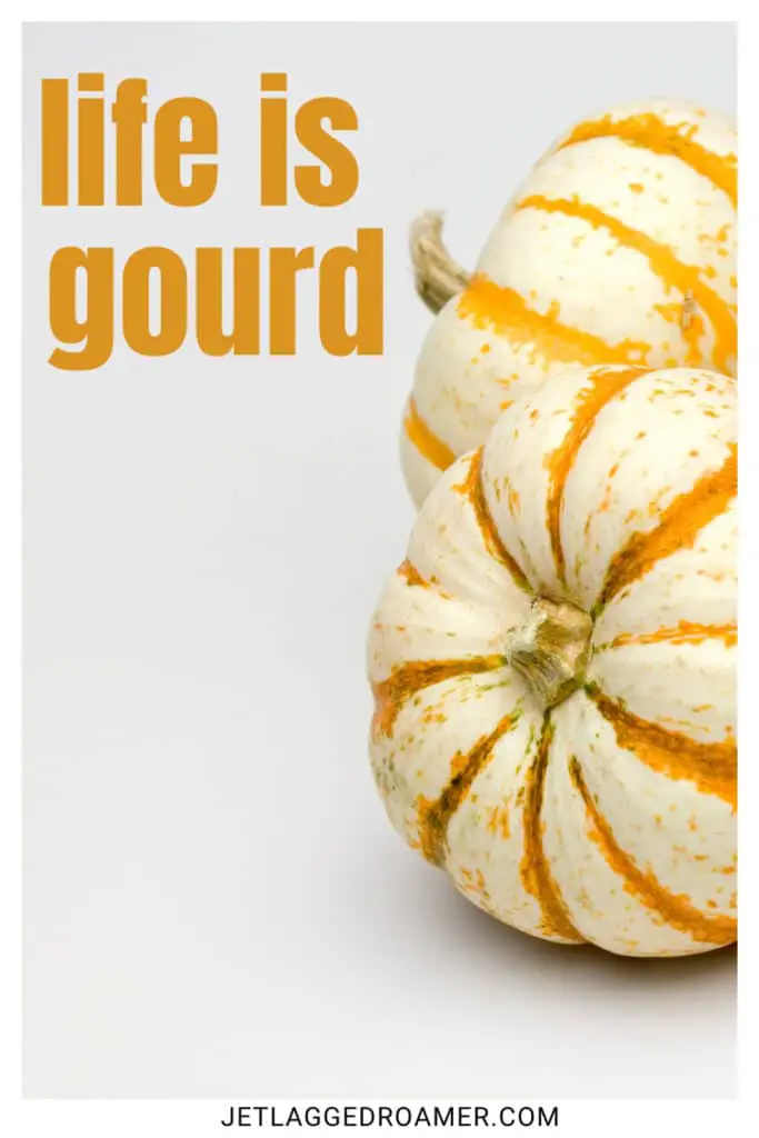 Pumpkin patch captions for Instagram photo of pumpkins. Caption says "life is gourd."