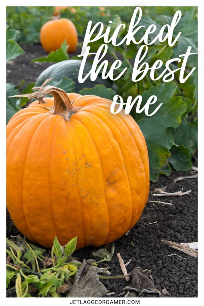 One of the pumpkin patch photo captions "picked the best one." Pumpkin at a pumpkin patch. 