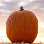 Pumpkin Patch Captions For Instagram photo of a pumpkin at a pumpkin patch.