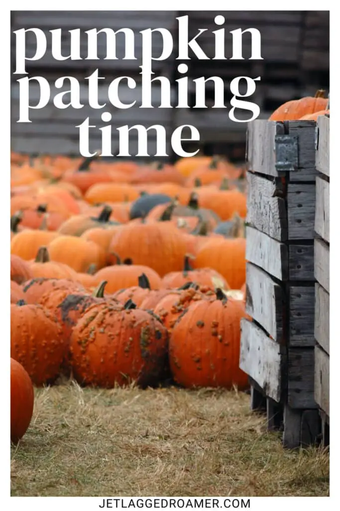 Pumpkin patch captions for Instagram photo photo of a pumpkin patch. Text says "pumpkin patching time."